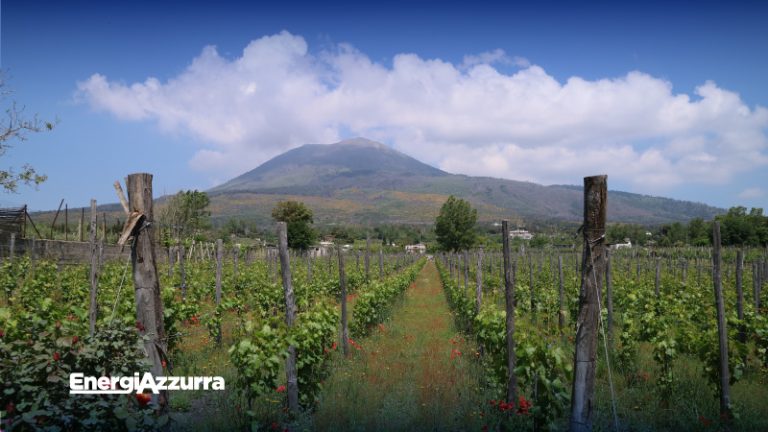 viticultura campana