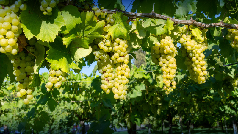 viticultura campana